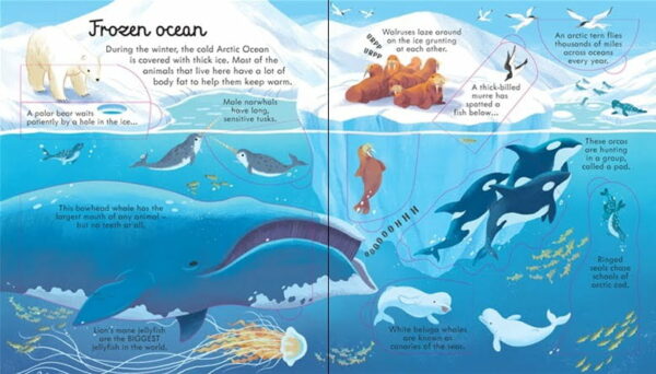 Look Inside Seas And oceans - Megan Cullis Usborne Publishing carte cu clapete